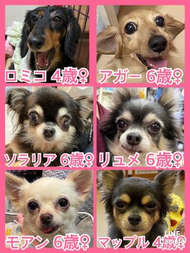 🐾今日の里親様募集中ワンコ🐶メンバーです🐾2022,12,10【保護犬カフェ天神橋店】